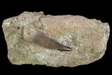 Fossil Plesiosaur (Zarafasaura) Tooth In Rock - Morocco #95094-1